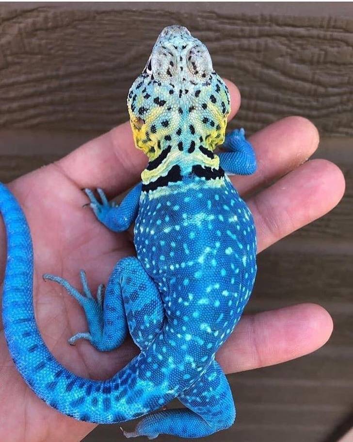 blazing blue lizard