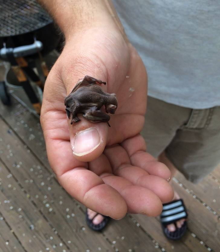 found a baby bat