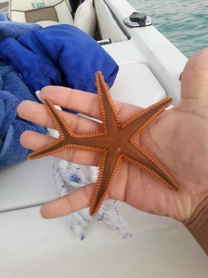 funny starfish - Kiwi