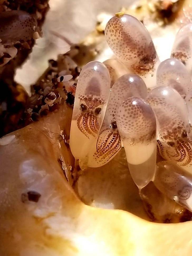 squid eggs