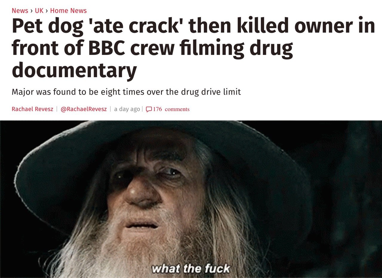 photo caption - News > Uk > Home News Pet dog 'ate crack' then killed owner in front of Bbc crew filming drug documentary Major was found to be eight times over the drug drive limit Rachael Revesz | | a day ago 176 what the fuck