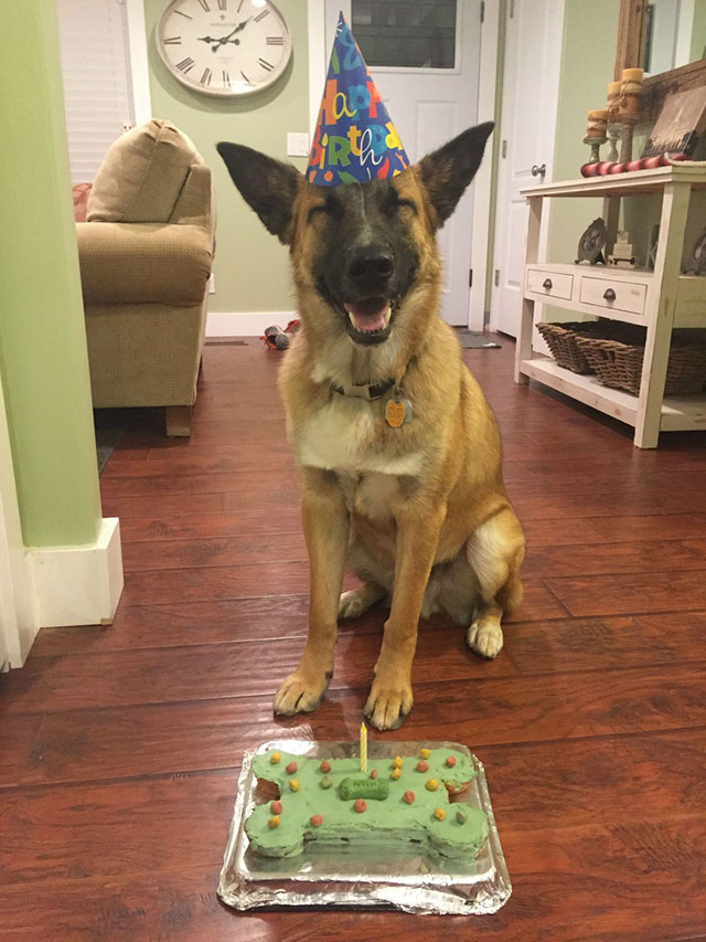 dogs on their birthday