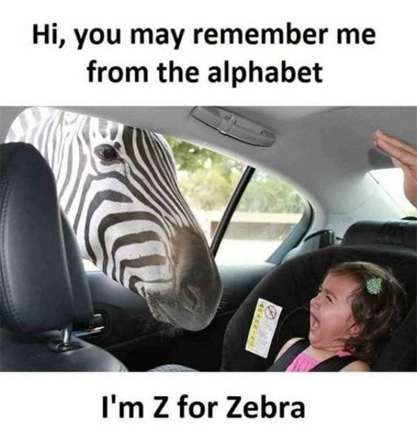 funny remember meme - Hi, you may remember me from the alphabet I'm Z for Zebra