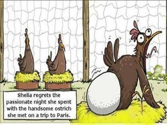 chicken ostrich egg cartoon - Shelia regrets the passionate night she spent with the handsome ostrich she met on a trip to Paris.