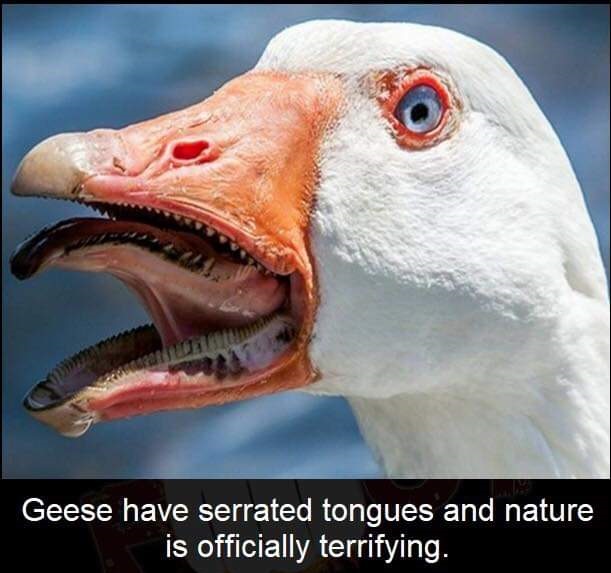 terrifying birds - Geese have serrated tongues and nature is officially terrifying.