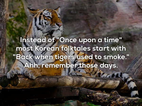 Instead of "Once upon a time" most Korean folktales start with "Back when tigers used to smoke." Ahh, remember those days.