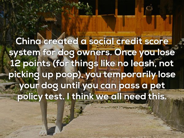 Unu China created a social credit score system for dog owners. Once you lose 12 points for things no leash, not picking up poop, you temporarily lose a your dog until you can pass a pet policy test. I think we all need this.