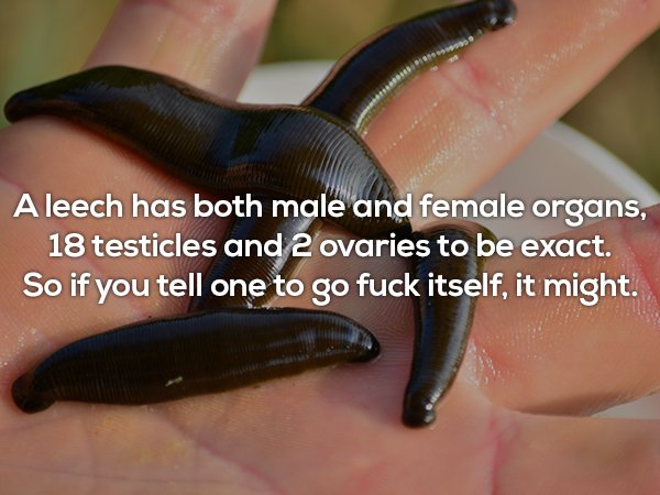 nail - A leech has both male and female organs, 18 testicles and 2 ovaries to be exact. So if you tell one to go fuck itself, it might.