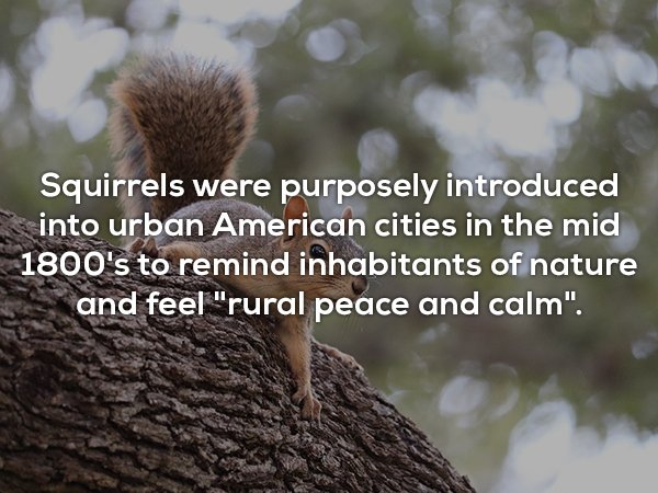 photo caption - Squirrels were purposely introduced into urban American cities in the mid 1800's to remind inhabitants of nature and feel "rural peace and calm".