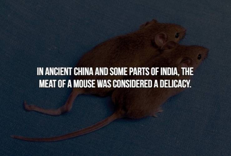 rat - In Ancient China And Some Parts Of India, The Meat Of A Mouse Was Considered A Delicacy.