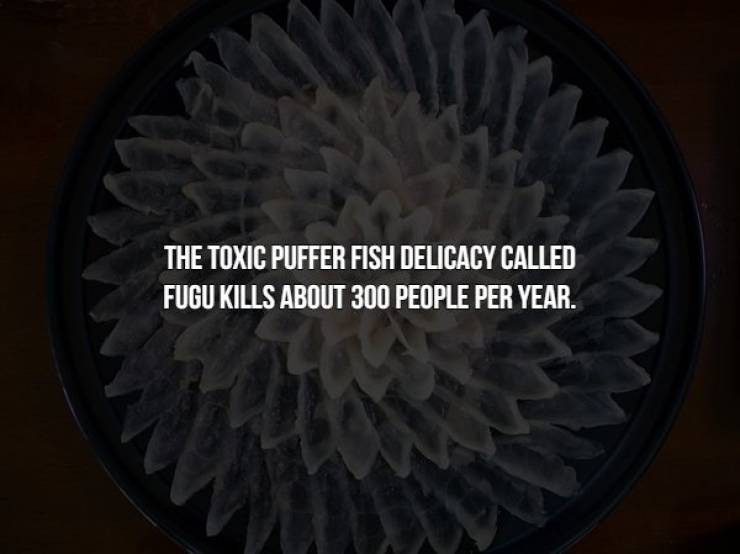 tire - The Toxic Puffer Fish Delicacy Called Fugu Kills About 300 People Per Year.