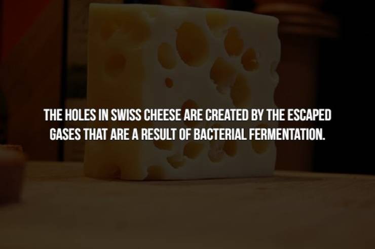 lighting - The Holes In Swiss Cheese Are Created By The Escaped Gases That Are A Result Of Bacterial Fermentation.