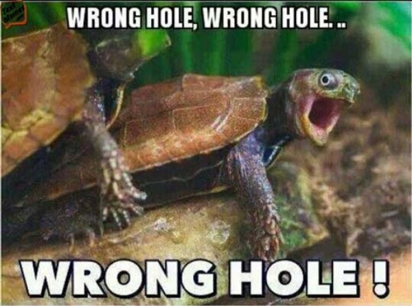 wrong hole turtle - Wrong Hole, Wrong Hole... Wrong Hole !