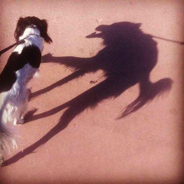 dog with wolf shadow
