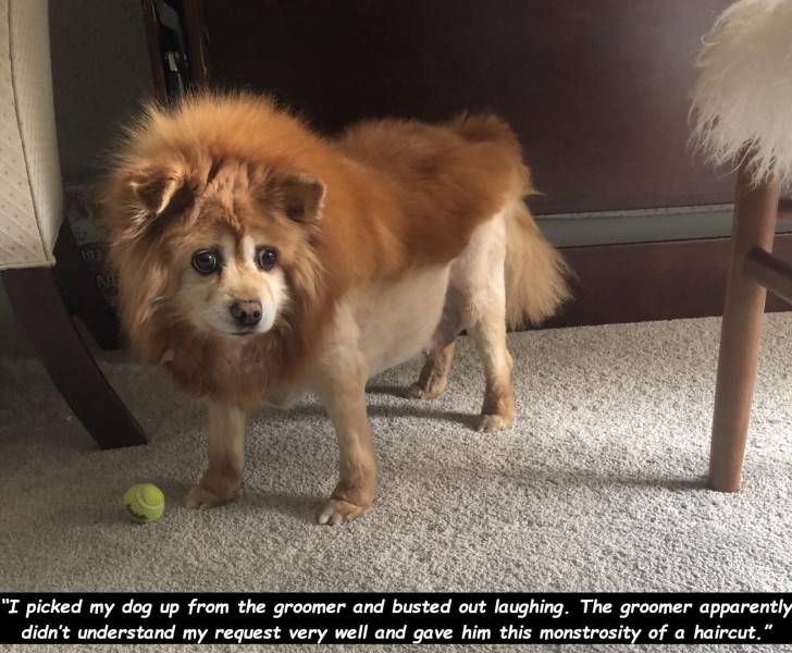 dog with a fade haircut - "I picked my dog up from the groomer and busted out laughing. The groomer apparently didn't understand my request very well and gave him this monstrosity of a haircut." Randose