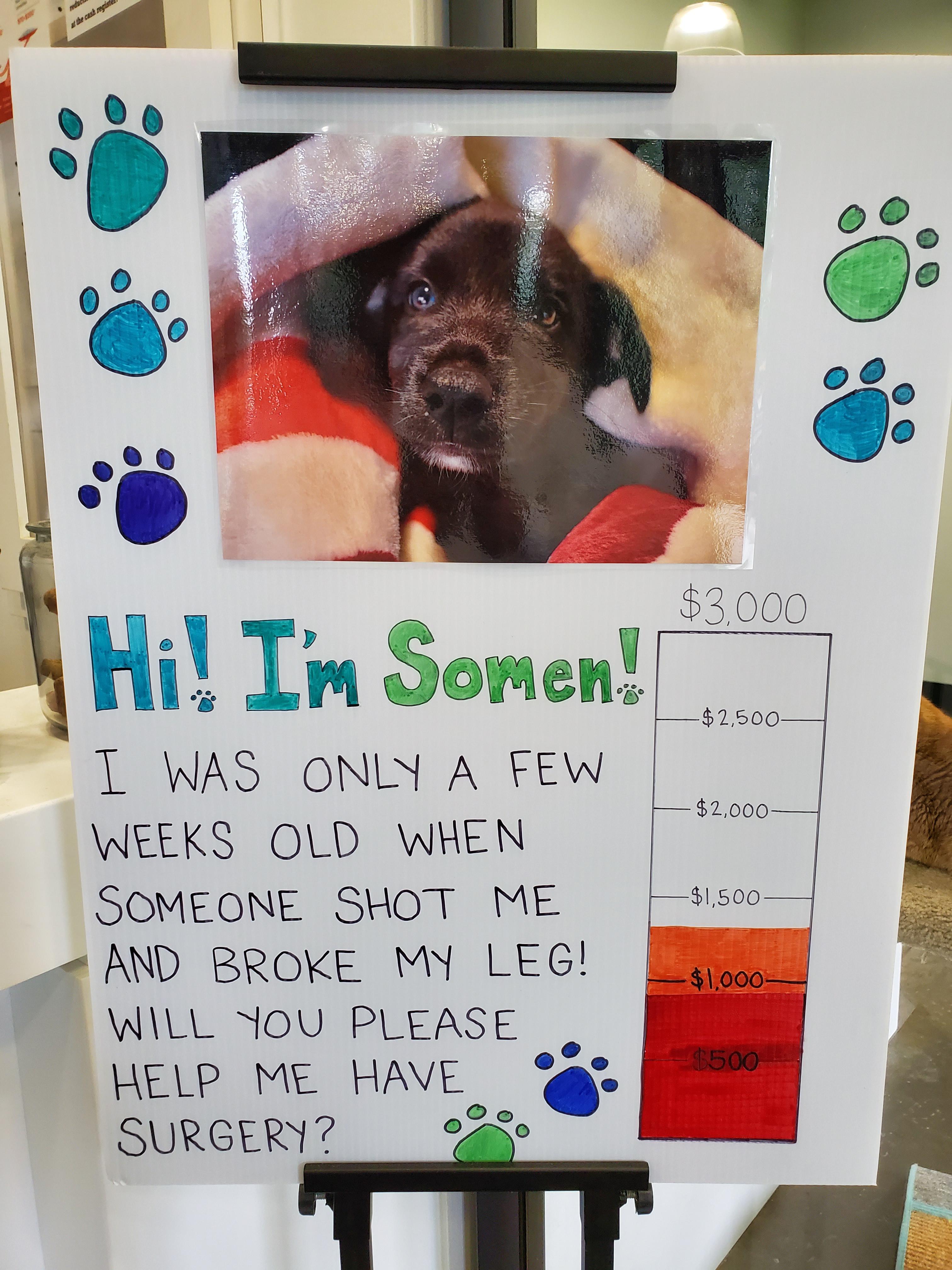 dog - $2.000 $3000 Hi! I'm Somen! _$2500 I Was Only A Few Weeks Old When Someone Shot Me And Broke My Leg! Will You Please Help Me Have Surgery? $1,500