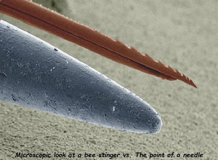 bee stinger vs needle - Microscopic look at a bee stinger vs. The point of a needle