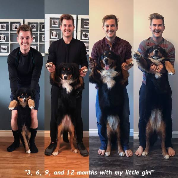 dog growing up - "3, 6, 9, and 12 months with my little girl"