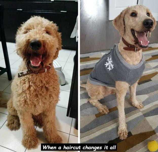 goldendoodle - When a haircut changes it all