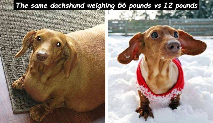 fat dachshund - The same dachshund weighing 56 pounds vs 12 pounds Us