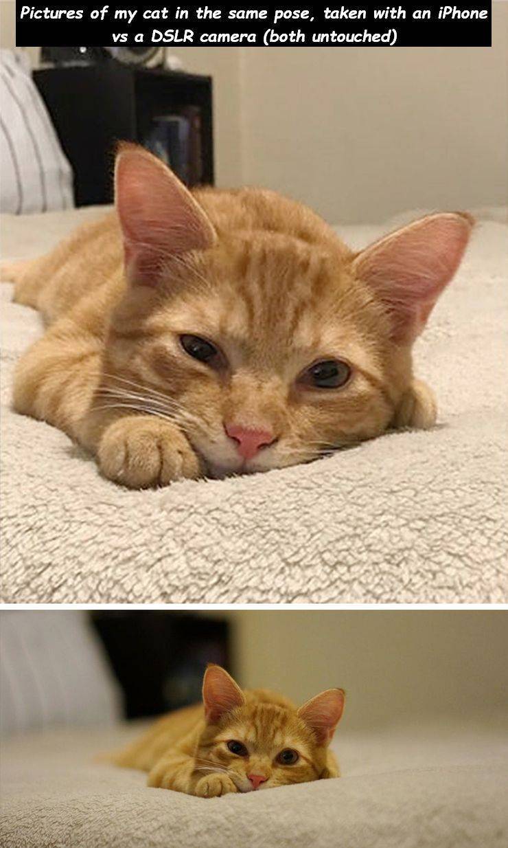 photo caption - Pictures of my cat in the same pose, taken with an iPhone vs a Dslr camera both untouched