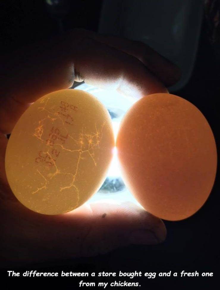 lighting - The difference between a store bought egg and a fresh one from my chickens.