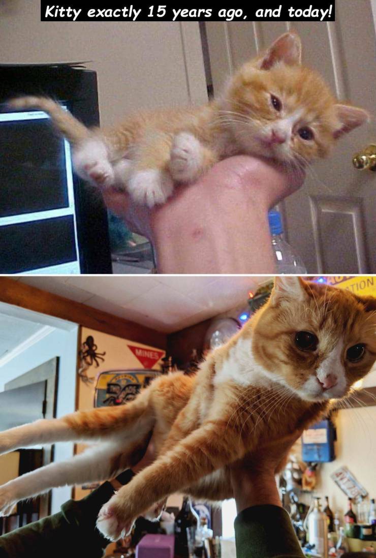 photo caption - Kitty exactly 15 years ago, and today! Ution
