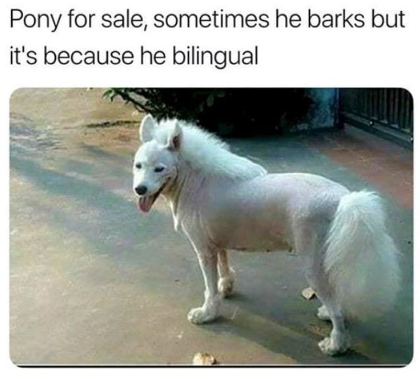 bilingual pony meme - Pony for sale, sometimes he barks but it's because he bilingual