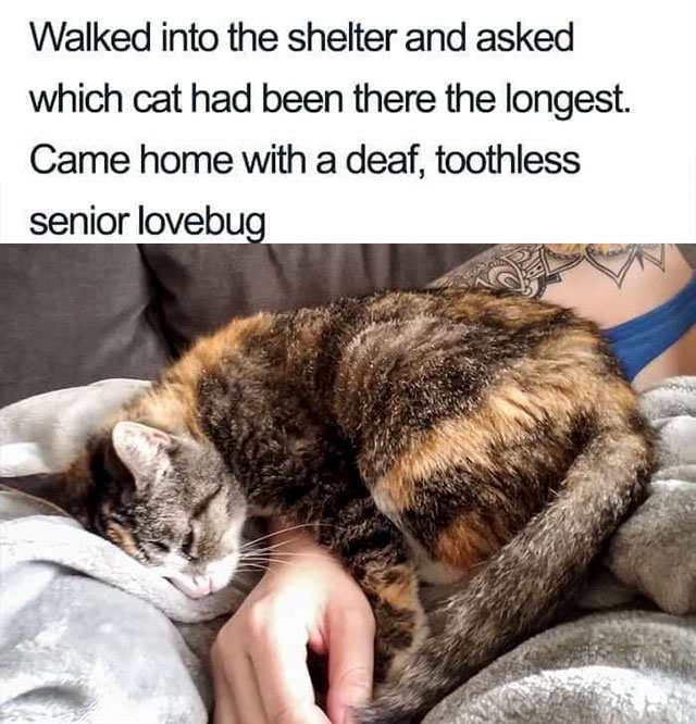 toothless meme - Walked into the shelter and asked which cat had been there the longest. Came home with a deaf, toothless senior lovebug