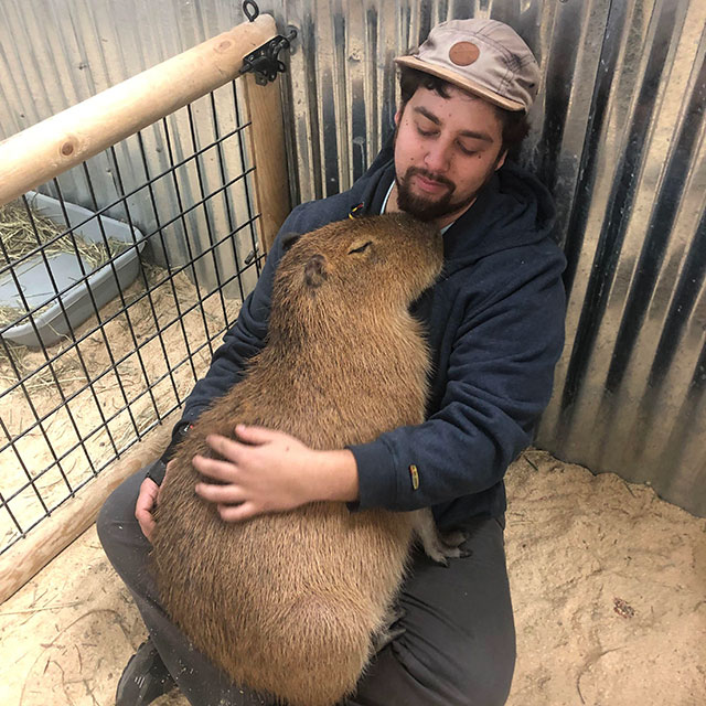 capybara funny