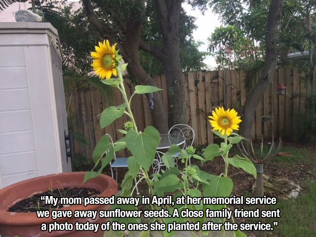 sunflower - M "My mom passed away in April, at her memorial service we gave away sunflower seeds. A close family friend sent a photo today of the ones she planted after the service."