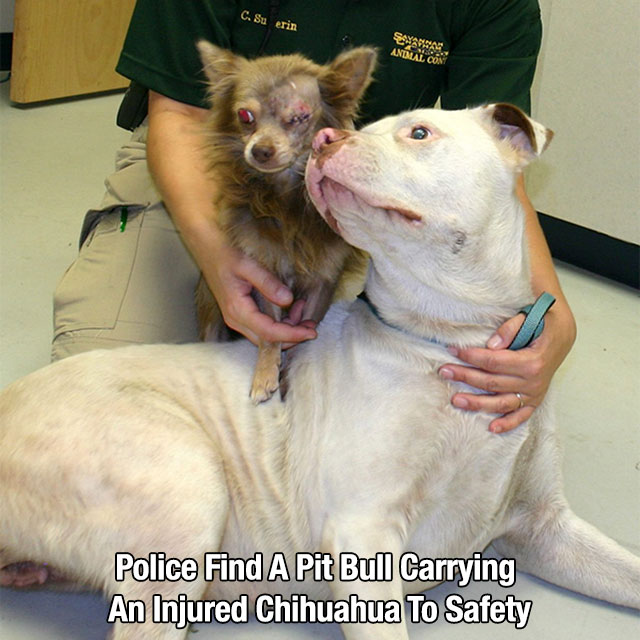 injured chihuahua - C. Su erin Police Find A Pit Bull Carrying An Injured Chihuahua To Safety