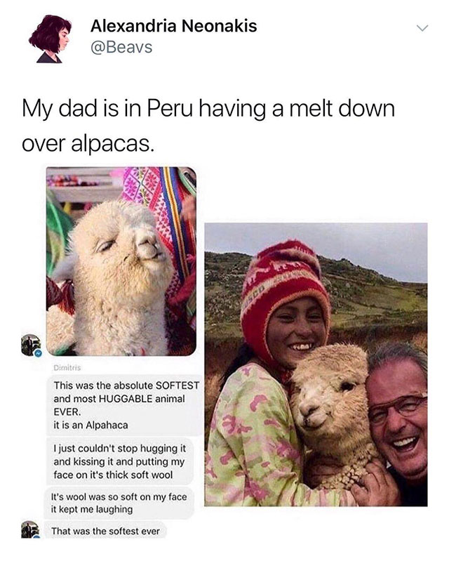 my dad is in peru having a meltdown over alpacas - Alexandria Neonakis My dad is in Peru having a melt down over alpacas. Dimitris This was the absolute Softest and most Huggable animal Ever. it is an Alpahaca I just couldn't stop hugging it and kissing i
