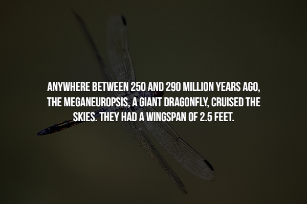 15 Creepy facts about insects.