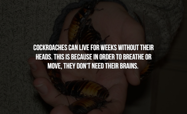 15 Creepy facts about insects.