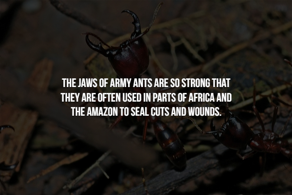 15 Creepy facts about insects.