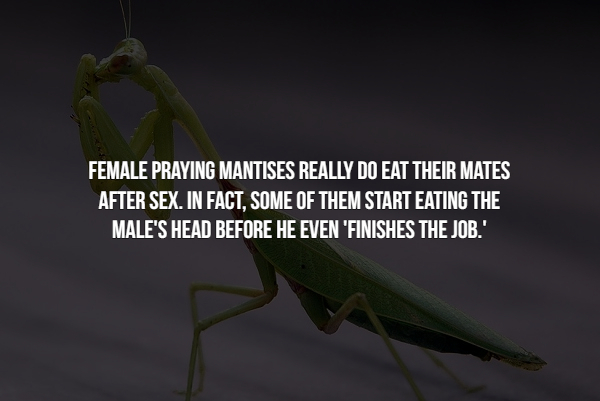 15 Creepy facts about insects.