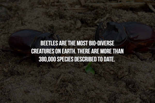 15 Creepy facts about insects.