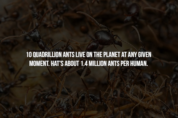 15 Creepy facts about insects.