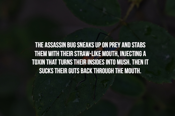 15 Creepy facts about insects.