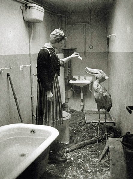 berlin zoo 1945