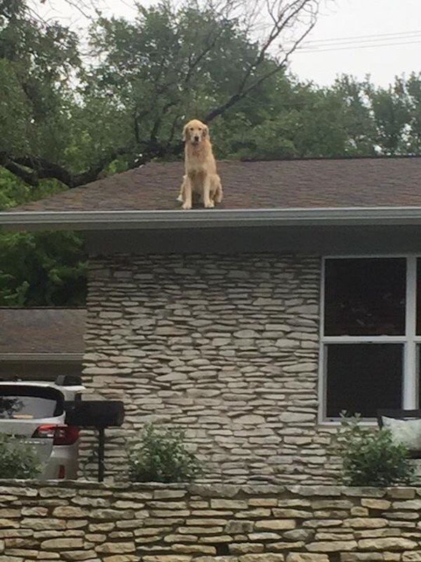 golden retriever on roof