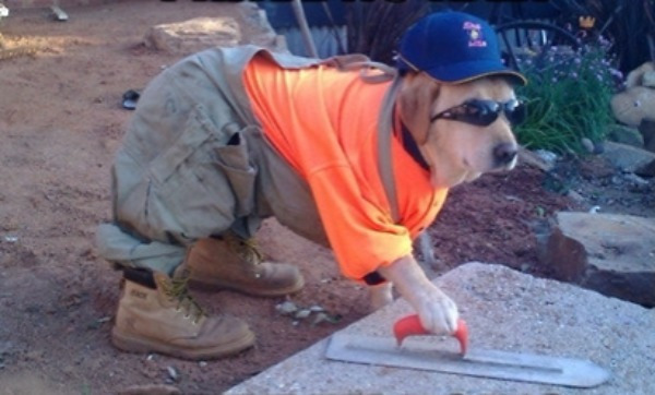 dog laying cement