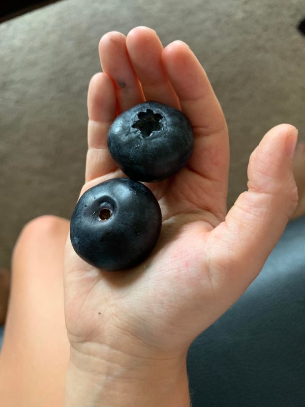 “These huge blueberries I found.”