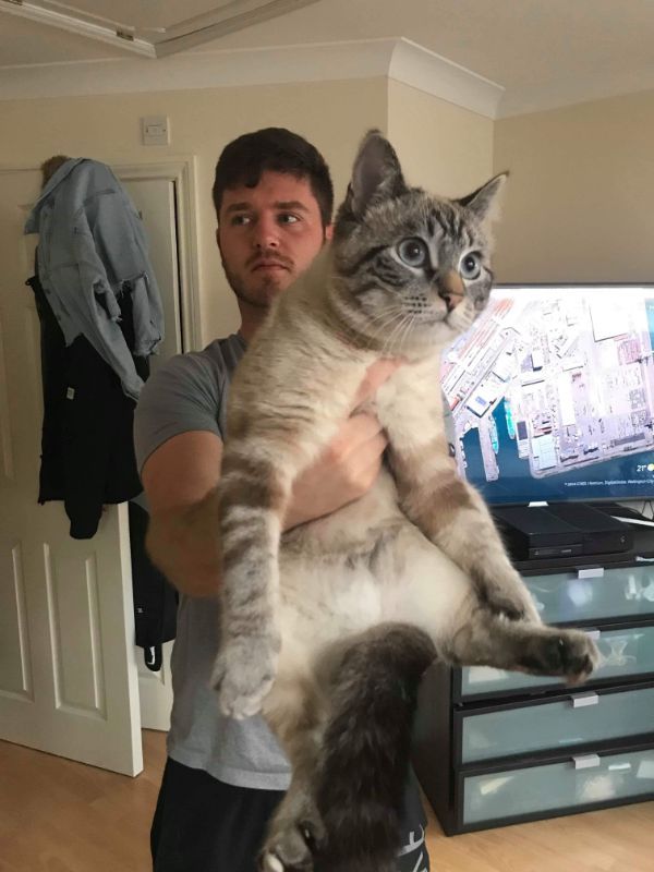 “The angle of this photo makes my cat look huge.”