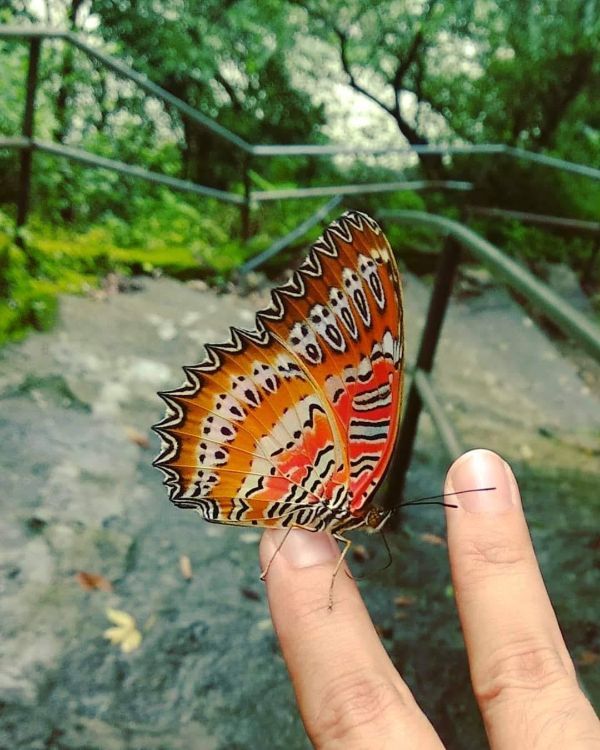 “The ‘scream’ on the wings of a butterfly in the wild in India”