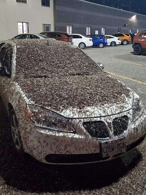 wtf pic car covered in fish flies