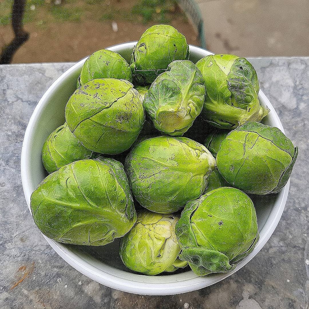 brussels sprout