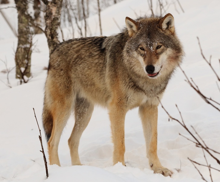 eurasian wolf