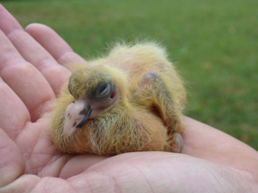 baby dodo bird